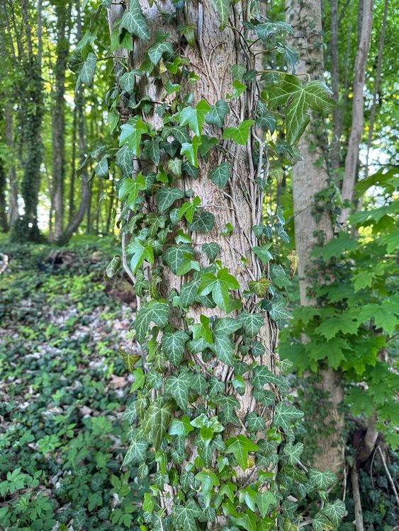 Тур в Калининград на 3 дня: замки и рыцари