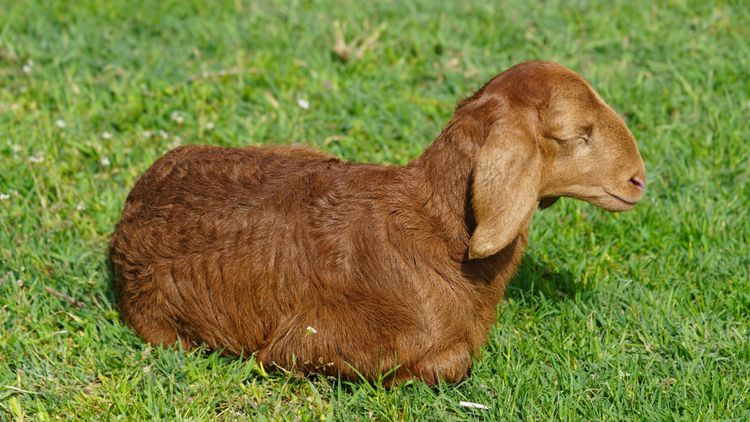 Маковые поля Киргизии. Весенний тур на озеро Иссык-Куль.