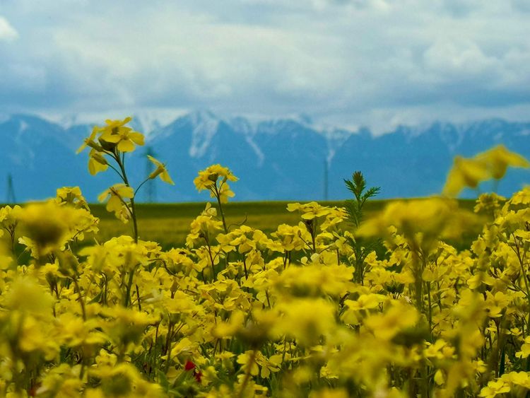 Маковые поля Киргизии. Весенний тур на озеро Иссык-Куль.